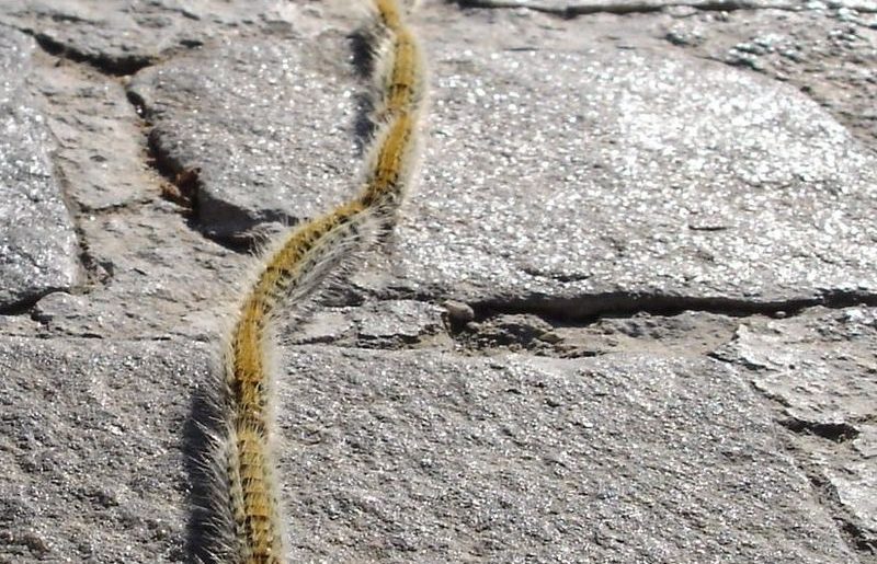 Caterpillar larven-farlig for mennesker og dyr, er nu i Coudalere